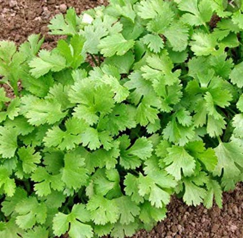 Cilantro Seeds - 50 Seeds Non-GMO