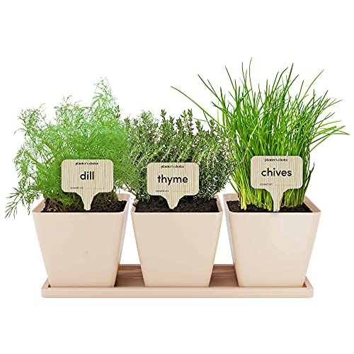 9 Herb Window Garden - Indoor Herb Growing Kit - Kitchen Windowsill Starter Kit - Easily Grow 9 Herbs Plants from Scratch with Comprehensive Guide - Unique Gardening Gifts for Women & Men