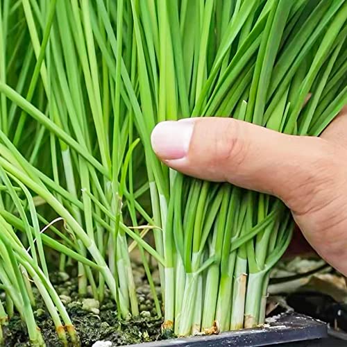 500+ Green Chive Seeds for Planting - Asian Garlic Chive Seeds for Planting Vegetables in Outdoor Home Garden (Non-GMO)