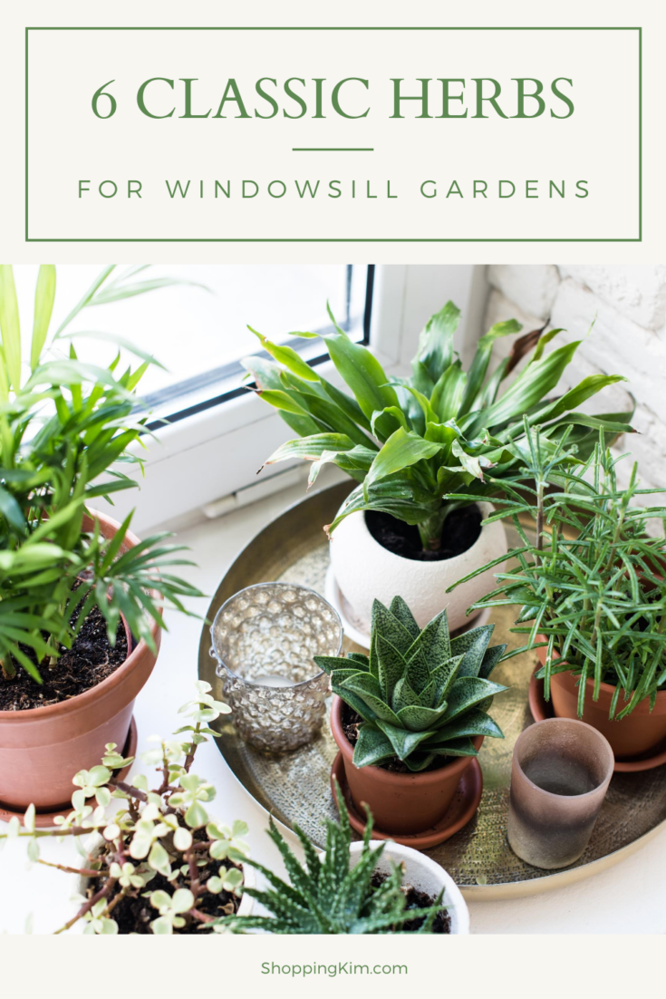 6 Classic Herbs for Windowsill Gardens