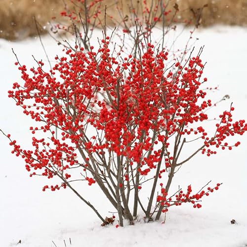 Winterberry Holly Tree Live Plant in 4 Inch Pot, Red Holly Bush Shrub for Gardening