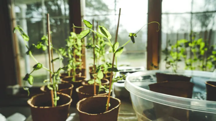 Build a Garden Inside Your House