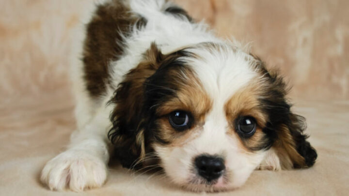 Meet the Cavachon: The Fairly Low Maintenance Puppy that Will Melt Your Heart