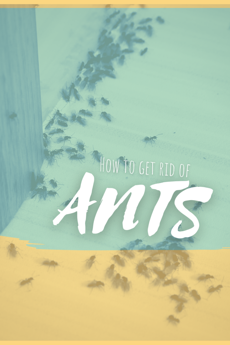 How to Get Rid of Ants