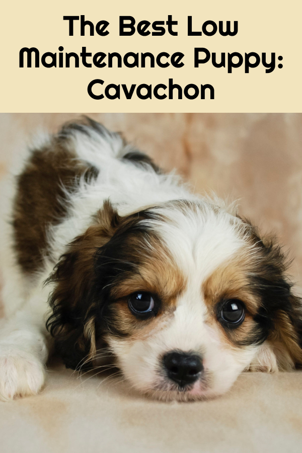 The Best Low Maintenance Puppy: Cavachon