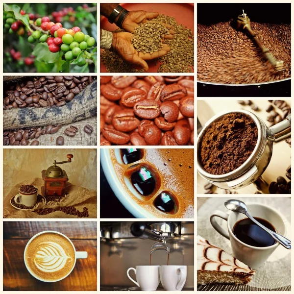 The Journey of Coffee Beans