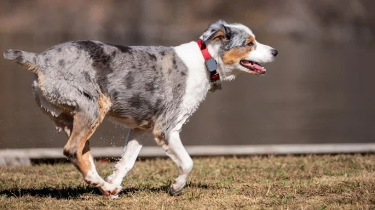 gps wireless dog fence