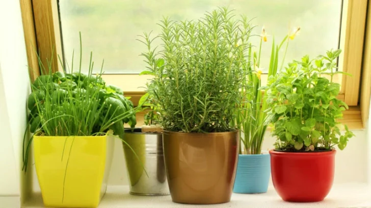 6 Classic Herbs for Windowsill Gardens